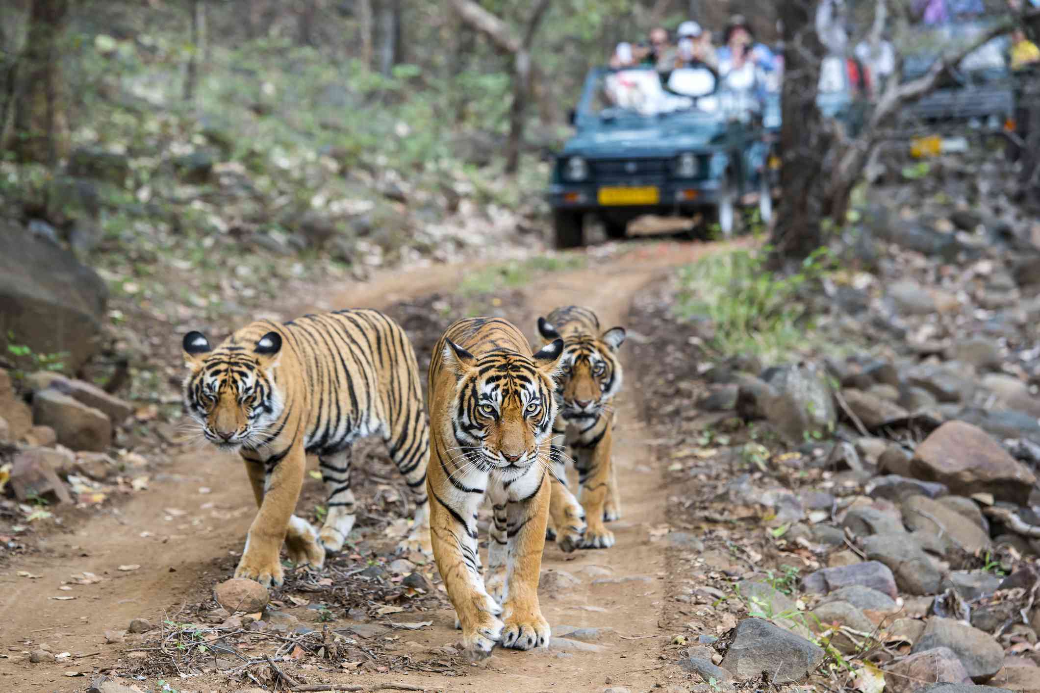 Fort and Forest in Rajasthan(4N-5D)